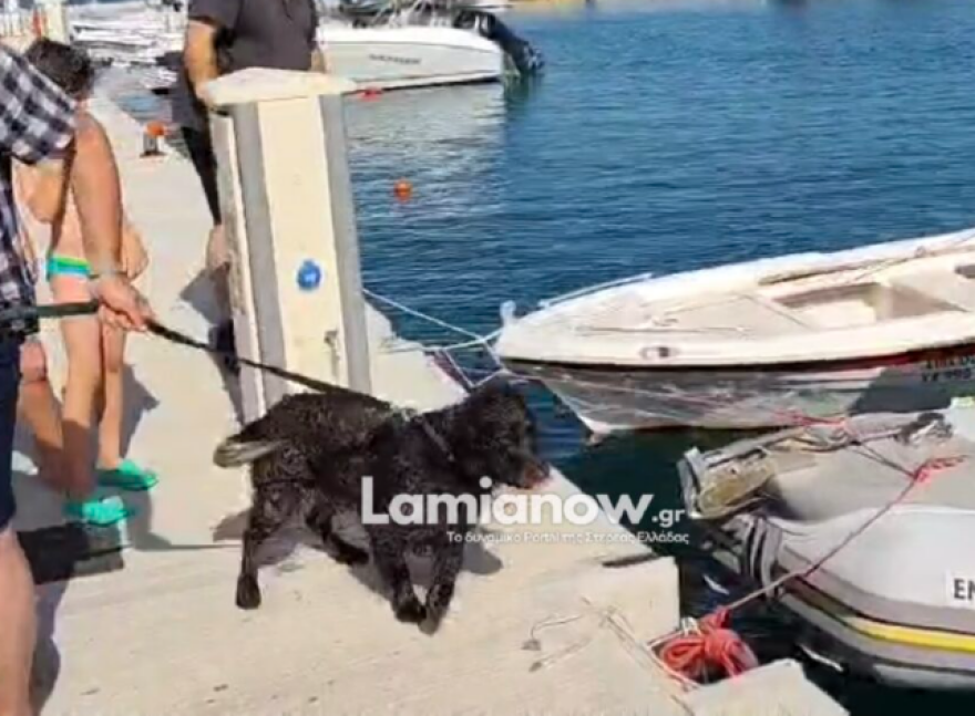 Βίντεο: Στα ανοιχτά της Γλύφας κατέληξε σκύλος, τον έσωσαν με σκάφος