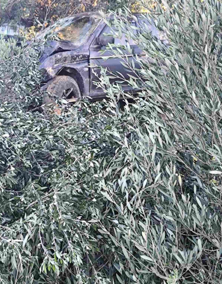 Αγροτικό στην Ιεράπετρα για να αποφύγει σκύλο ξερίζωσε τρεις ελιές και κατέληξε σε μαντρότοιχο - Σώος ο νεαρός οδηγός